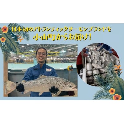 【日本初:完全陸上養殖】小山町産アトランティックサーモン(冷凍)ポキ丼4つの味3P