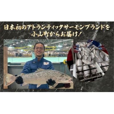 小山町産アトランティックサーモン(アラ×2パック)