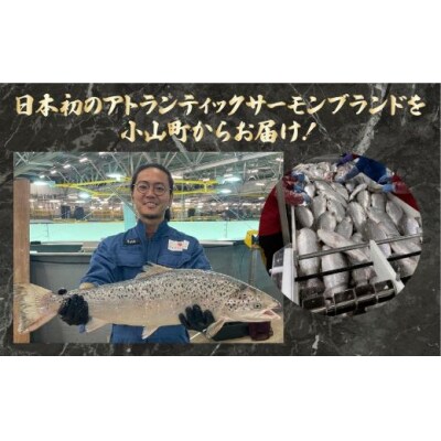 静岡県小山町産 アトランティックサーモン 冷凍 4～5P 約1kg 国産サーモン