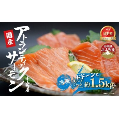 日本初 完全陸上養殖 静岡県小山町産 アトランティックサーモン 冷凍 6～7P 約1.5kg