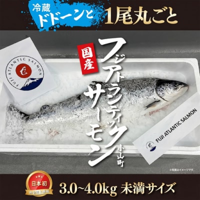 フジアトランティックサーモン(1尾3.0～4.0kg未満)セミドレス
