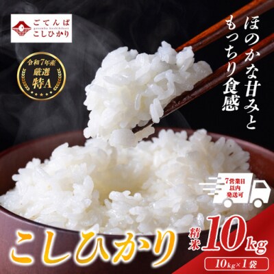 令和7年産 静岡県 コシヒカリ 米 【 精米 】 10kg