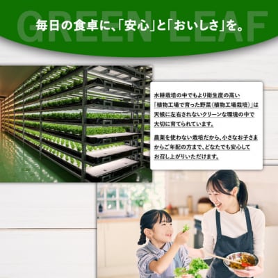 【無農薬】水耕栽培(植物工場栽培)サラダケール 300g(約75g×4P)
