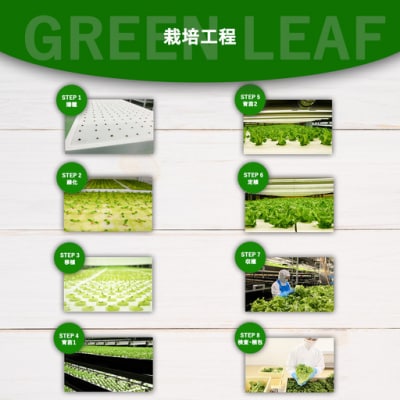【無農薬】水耕栽培(植物工場栽培)サラダケール 300g(約75g×4P)