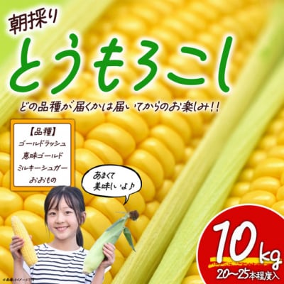 【先行予約】朝採りとうもろこし 10kg お楽しみボックス