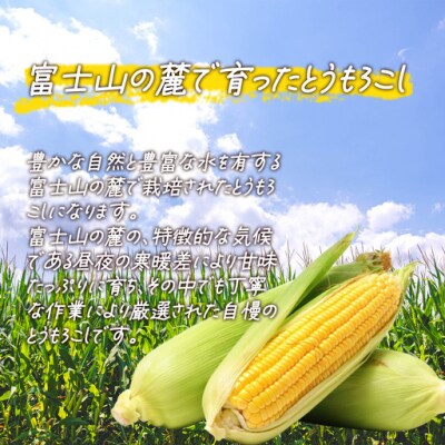 【先行予約】朝採りとうもろこし 10kg お楽しみボックス