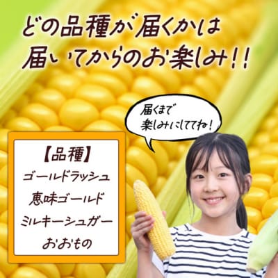 【先行予約】朝採りとうもろこし 10kg お楽しみボックス
