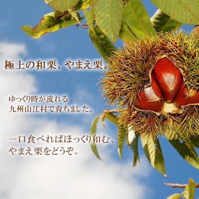 日本有数の栗の里山江村のやまえ栗生栗　2kg
