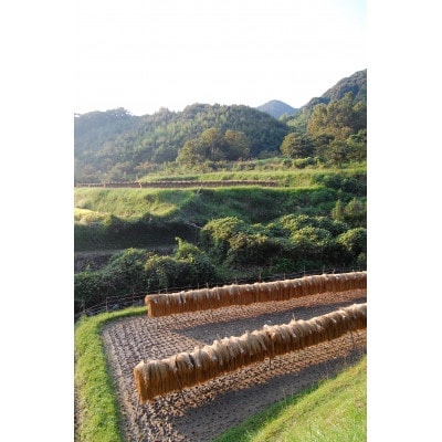 令和7年産 ほたる米 熊本県産ヒノヒカリ 5kg 精米