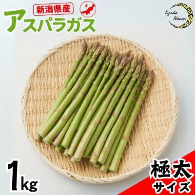 先行受付 アスパラガス 極太規格 (2L) 約1kg [飯塚農園] 【011P039】