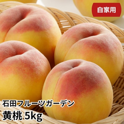  黄桃 自家用 5kg 新潟県産黄桃 [石田フルーツガーデン] 【011P013】