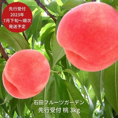 先行受付 桃 3kg [2023年発送予定] 新潟県産桃 [石田フルーツガーデン]【015P058】 | ふるさと納税のお礼品