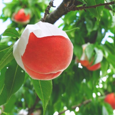 先行受付 桃 5kg [2026年発送分] 新潟県産桃 [石田フルーツガーデン] 【017P021】