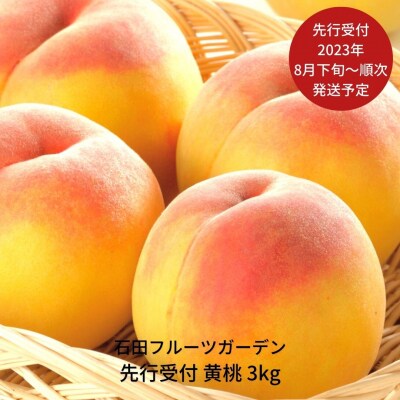 先行受付 黄桃 3kg [2023年発送予定] 黄桃 [石田フルーツガーデン]【015P059】 | ふるさと納税のお礼品