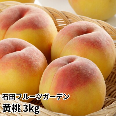  黄桃 3kg [2026年発送予定] 黄桃 [石田フルーツガーデン]【015P059】