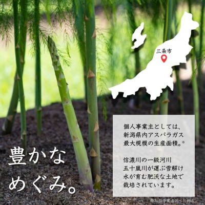 先行受付アスパラガス 太目(LA) 約1kg[2026年5月頃から順次発送予定]【012S004】