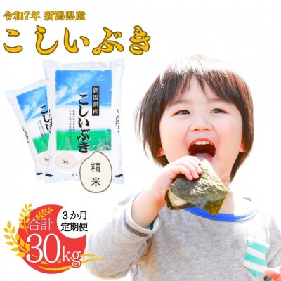 先行受付 [定期便] 新潟県産こしいぶき 10kg3か月 精米 令和7年産 白熊【031S004】
