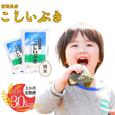 先行受付 [定期便] 新潟県産こしいぶき 10kg3か月 精米 令和8年産 白熊【031S004】