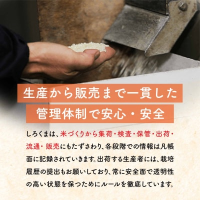 先行受付 [定期便] 新潟県産こしいぶき 5kg3か月 精米 令和8年産 白熊【016S008】