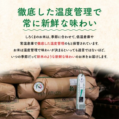 先行受付 [定期便] 三条市産コシヒカリ 5kg3か月 精米 令和6年産 白熊 【020S013】