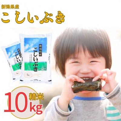 先行受付 新潟県産 こしいぶき 10kg 令和8年産 米 白熊 【011S037】