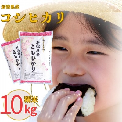 先行受付 新潟県産 コシヒカリ 10kg 精米令和8年産 白熊 【013S008】