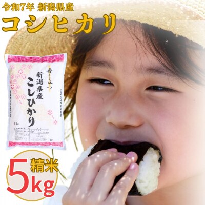 新米 先行受付 新潟県産 コシヒカリ 5kg 令和7年産  [株式会社白熊] 【010S097】