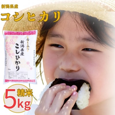 先行受付 新潟県産 コシヒカリ 5kg 令和8年産  [株式会社白熊] 【010S097】