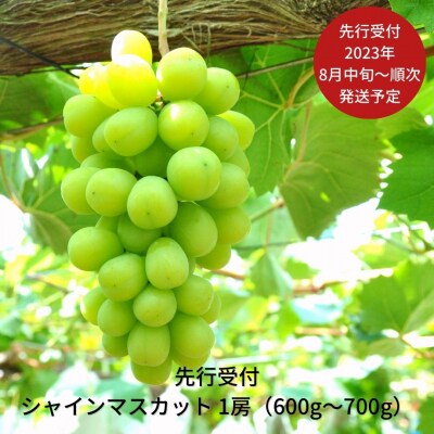 先行受付 シャインマスカット (600g～700g)  [2023年発送予定]【010S079】 | ふるさと納税のお礼品