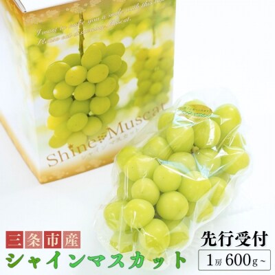 先行受付 シャインマスカット 1房 (600g以上) 令和8年度 新潟県産 種なし【010S079】
