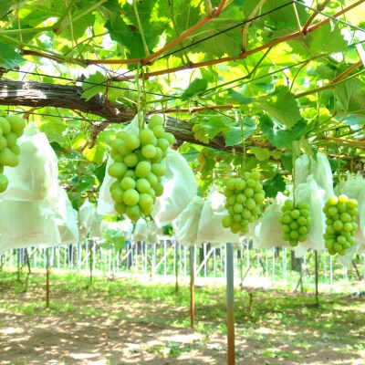 先行受付 シャインマスカット 1房 (600g以上) 令和8年度 新潟県産 種なし【010S079】