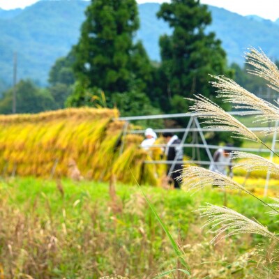 先行受付 八木ヶ鼻舞い オーガニックなコシヒカリ 玄米 5kg 令和8年産【019S020】