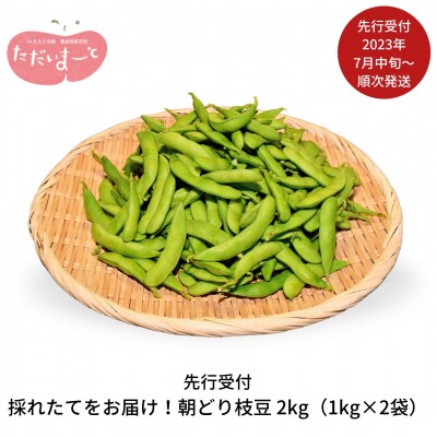 先行受付 採れたてをお届け!朝どり枝豆2kg(1kg×2袋)[2023年発送予定]【010S119】 | ふるさと納税のお礼品