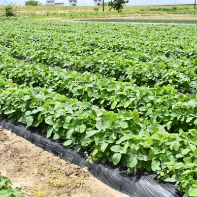 先行受付 採れたてをお届け!朝どり枝豆 2kg (1kg×2袋) 令和8年度 【010S119】