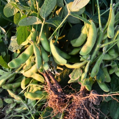 先行受付 採れたてをお届け!朝どり枝豆 2kg (1kg×2袋) 令和8年度 【010S119】