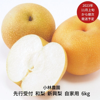 先行受付 和梨 新興梨 自家用 約6kg 梨 新潟フルーツ 新潟県産 [小林農園] 【010P075 | ふるさと納税のお礼品