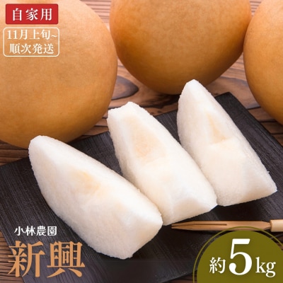 和梨 新興 自家用 約5kg [11月上旬から発送予定] [小林農園] 【010P075】