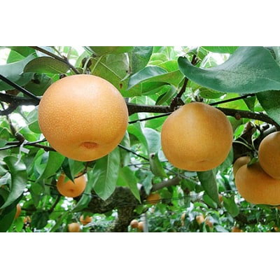 和梨 新興 自家用 約5kg [11月上旬から発送予定] [小林農園] 【010P075】