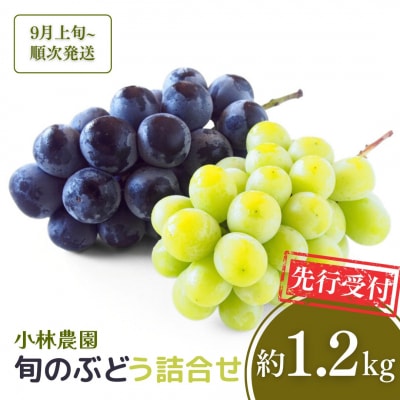 先行受付 旬のぶどう詰合せ 約1.2kg 新潟県産  [小林農園] 【011P006】
