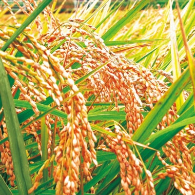 先行受付 新米 新之助 5kg 新潟県産 令和7年産 [小林農園] 【010P079】