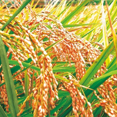 先行受付 新之助 5kg 新潟県産 [1月中旬から順次発送予定] 令和8年産 【010P079】