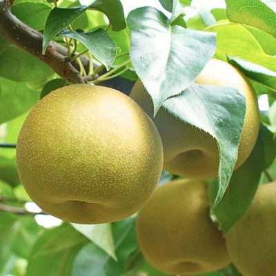 先行受付 和梨 幸水 約5kg 令和8年度 新潟県 三条市産 梨 [小林農園]【012P044】