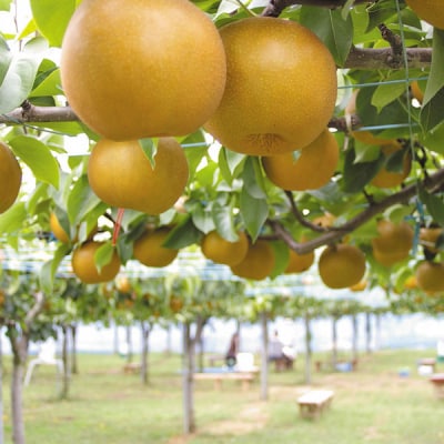 先行受付 和梨 あきづき 約5kg 令和8年度 新潟県三条市産 梨 [小林農園]【012P045】