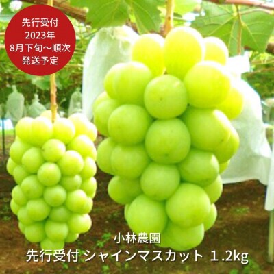 先行受付 シャインマスカット 1.2kg[2023年発送予定] 果物 [小林農園]【013P027】 | ふるさと納税のお礼品