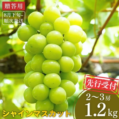 先行受付 シャインマスカット 1.2kg 果物 新潟県 三条市産 [小林農園]【013P027】