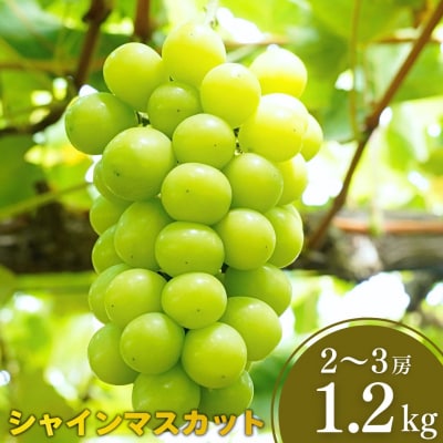 シャインマスカット 1.2kg 果物 新潟県 三条市産 [小林農園]【013P027】