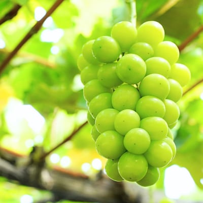 先行受付 シャインマスカット 1.2kg 果物 新潟県 三条市産 [小林農園]【013P027】