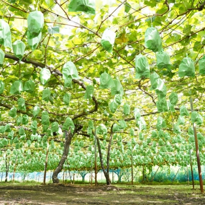 先行受付 シャインマスカット 1.2kg 果物 新潟県 三条市産 [小林農園]【013P027】