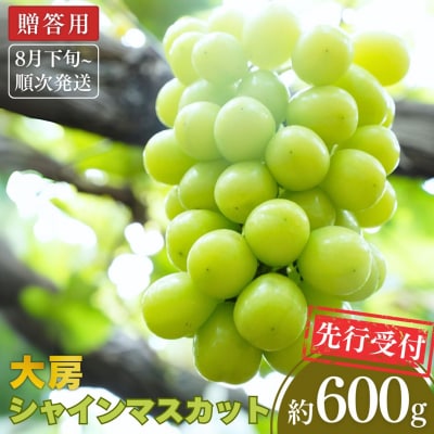 先行受付 大房シャインマスカット 600g(1房) [8月下旬から発送予定]【010P080】
