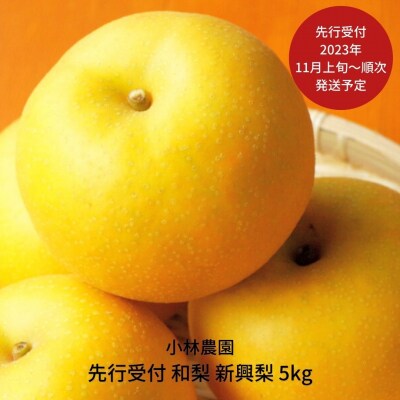 先行受付 和梨 新興 5kg [2023年発送] 新潟県三条市産 梨 [小林農園]【012P047】 | ふるさと納税のお礼品